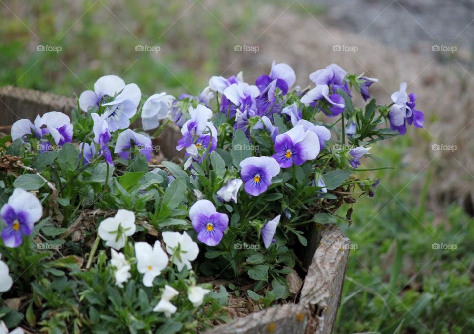 Violets