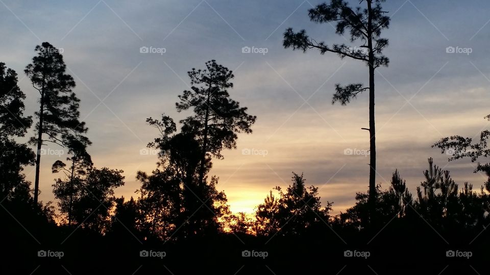 Treetop sunrise. I was driving and saw the sun coming up through the tree tops