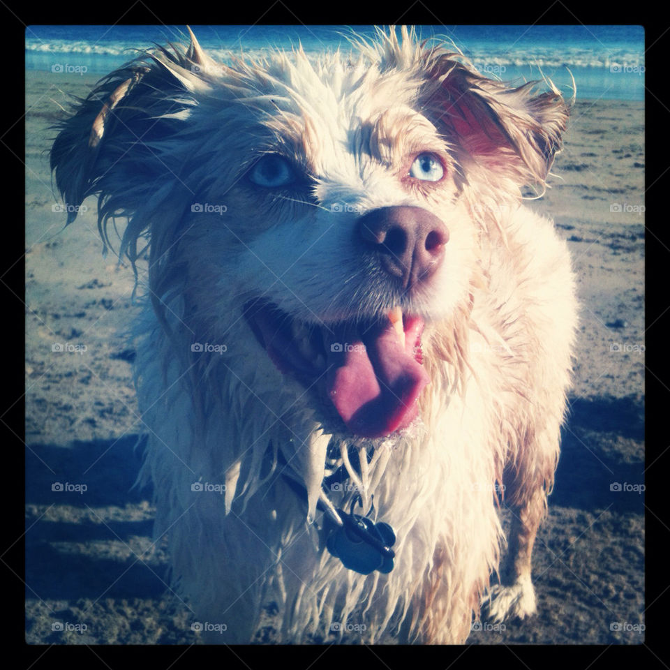 A miniature Australian Shepherd waits for the ball to be thrown.