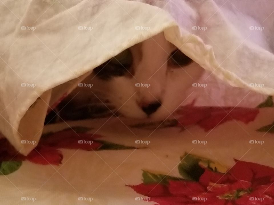 Cat hiding in wrapped tablecloth with face peeking out.