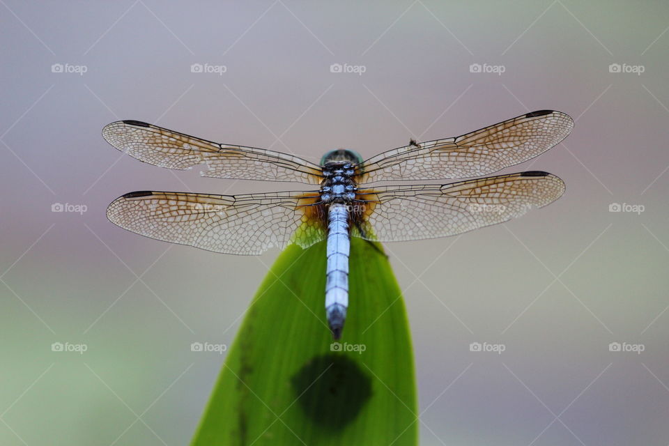 Dragonfly Closeup