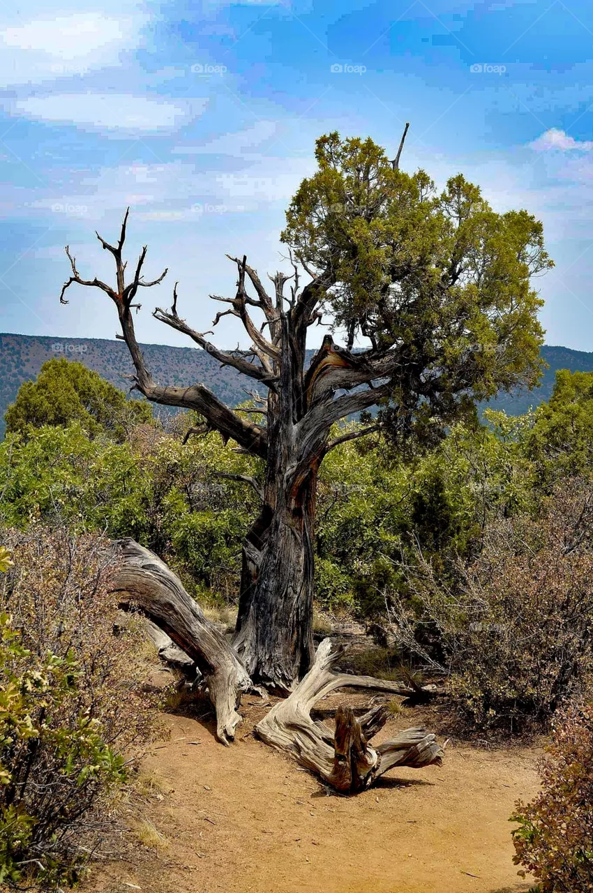 Desert tree