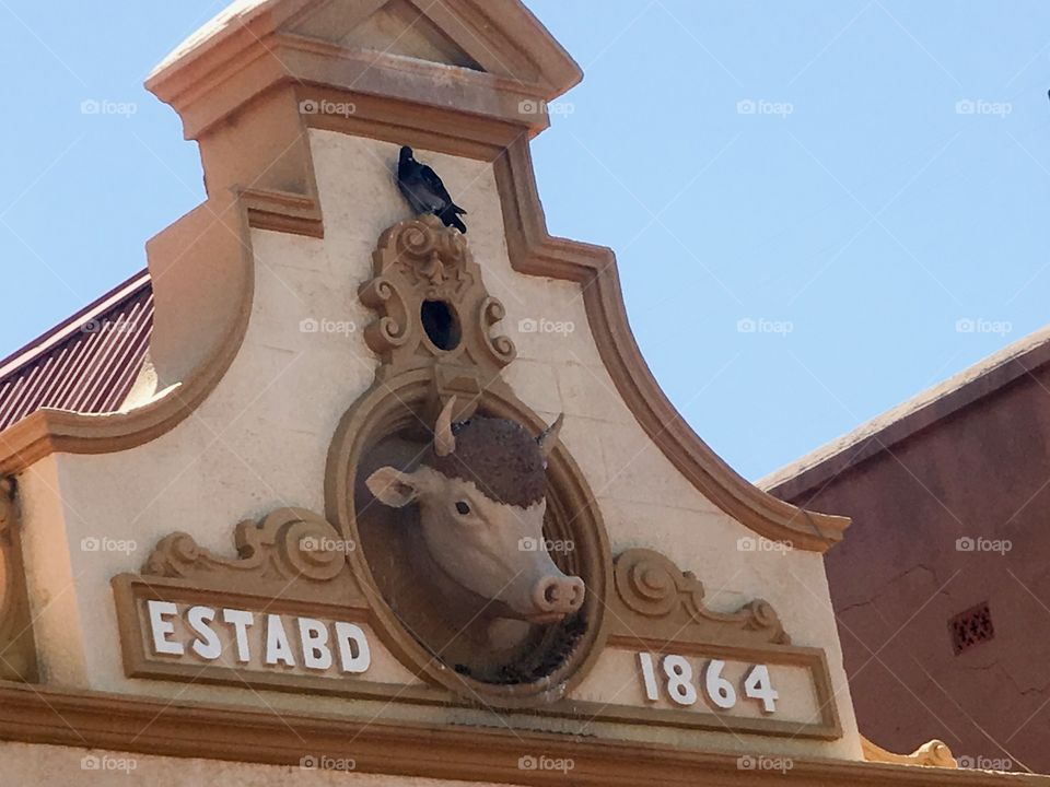 Wild boar head detail on pub tavern building facade Adelaide south Australia 