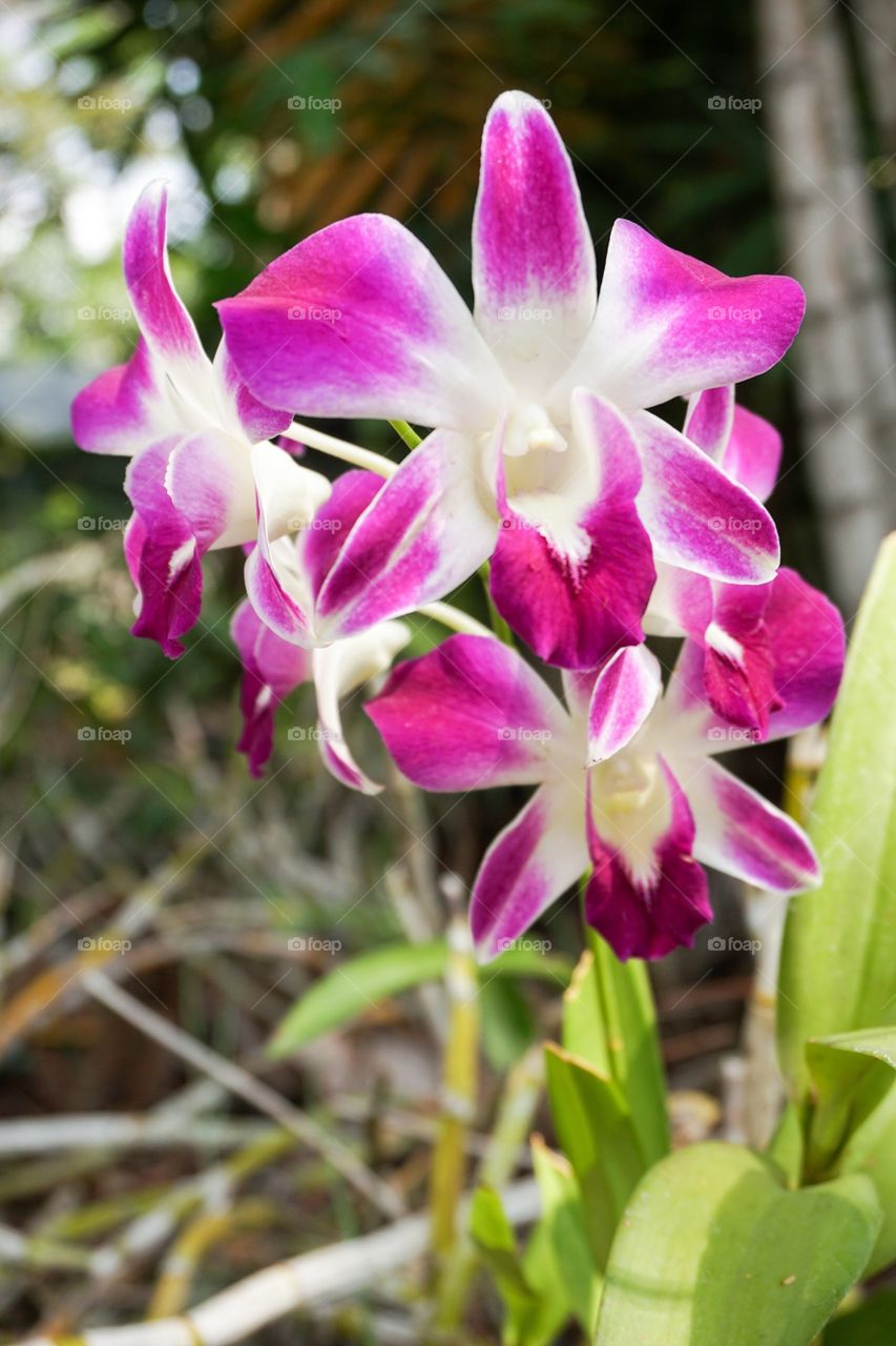 Orchid flower