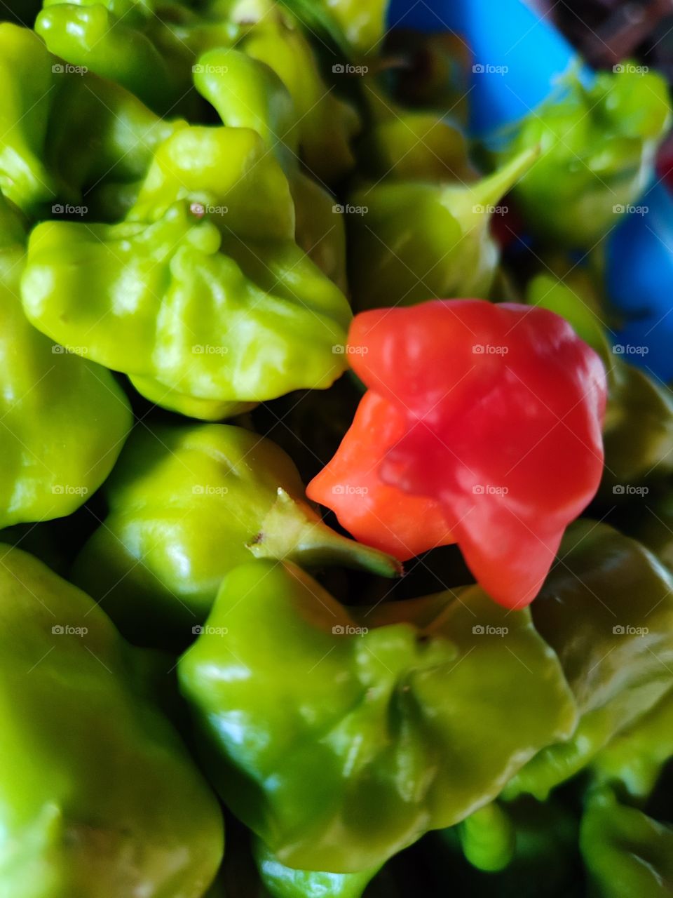 Hot Peppers