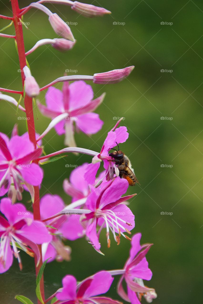 Bee 