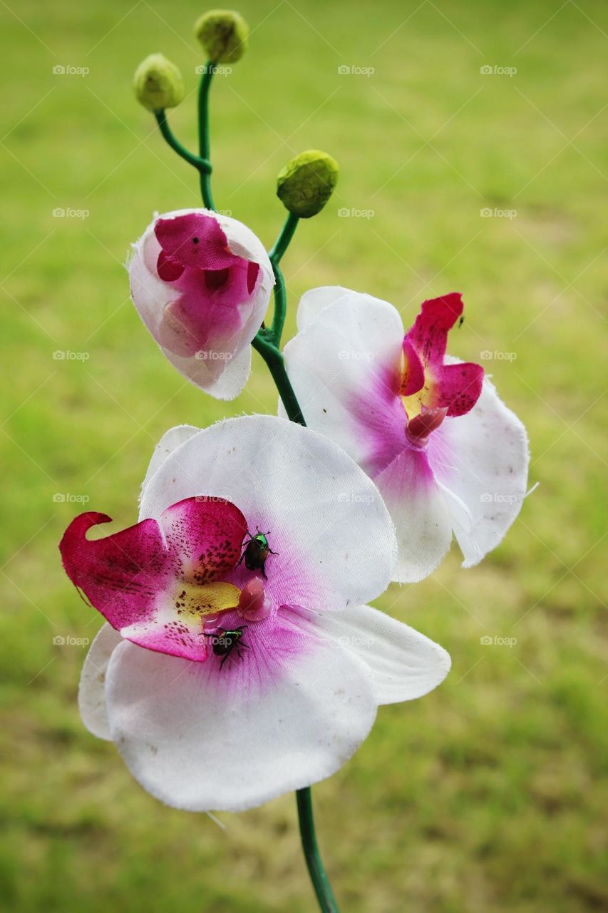 blooming Orchid Flower