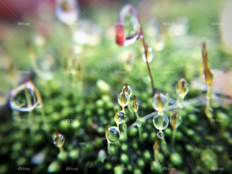 Water drops and moss