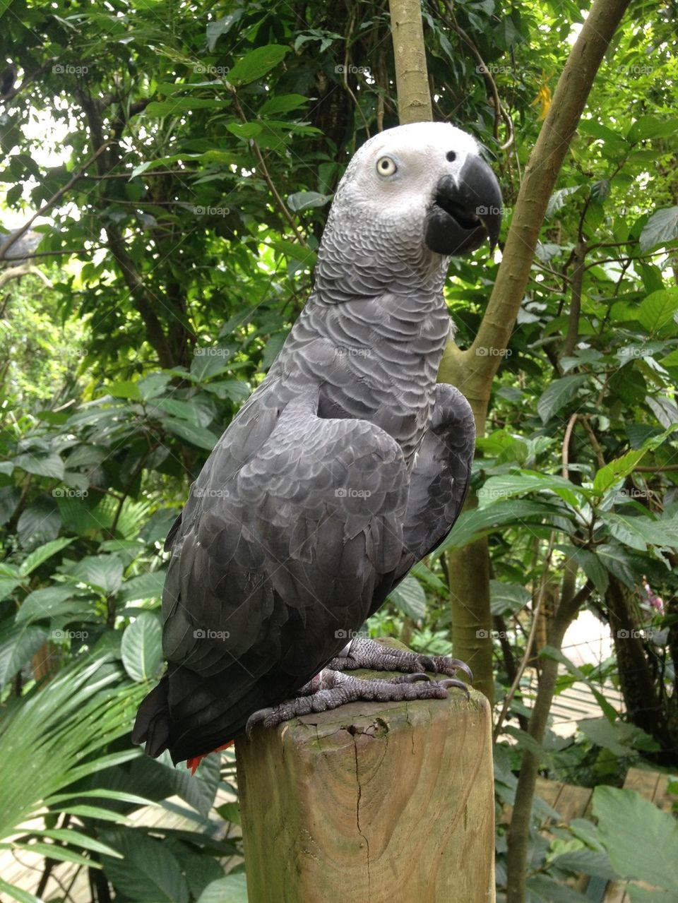 Grey Parrot