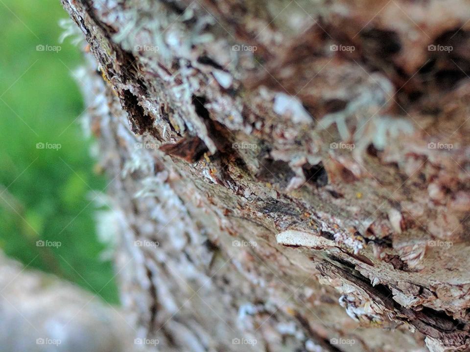Focused Tree bark