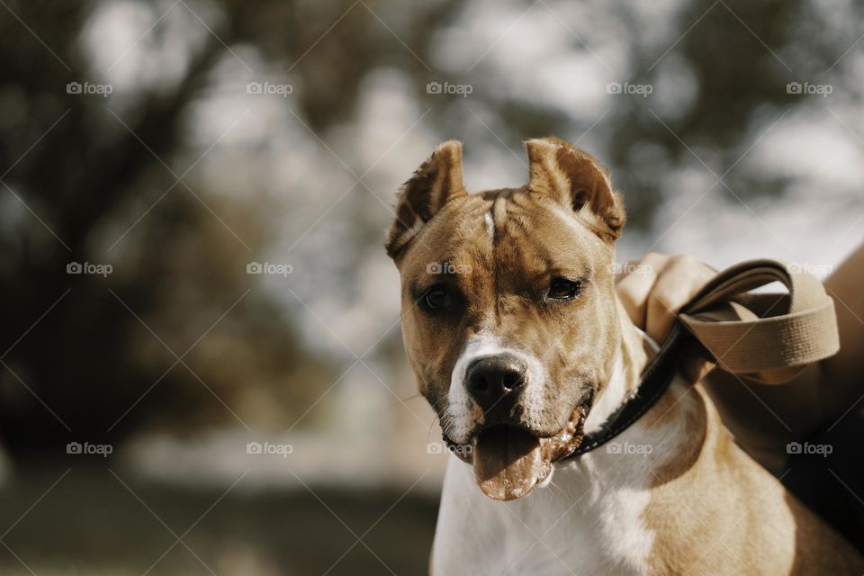 close up portrait of a dog