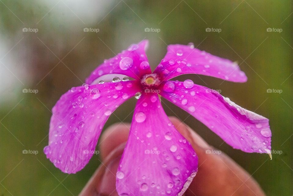 Beautiful macro shot 