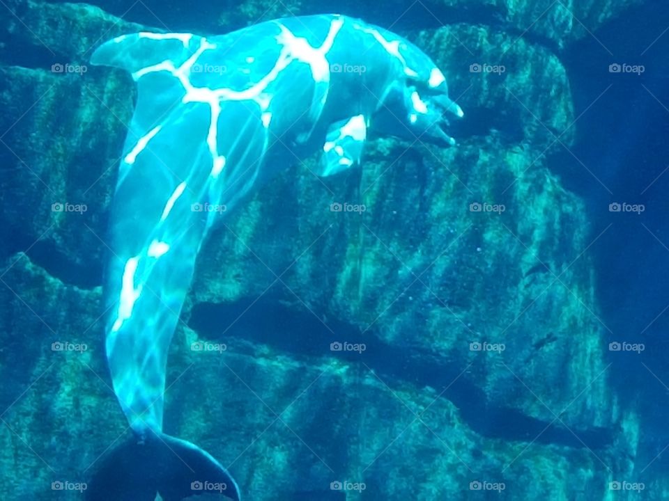 delfin unter wasser