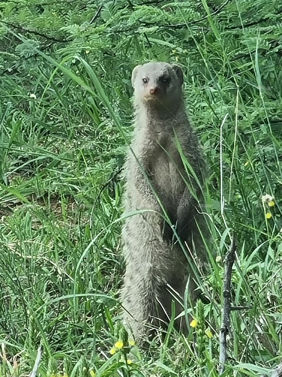 mongoose