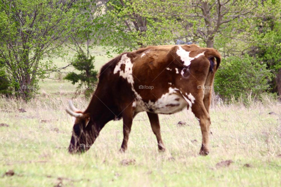 Cattle Grazing