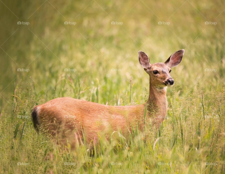 Portrait of a deer in grass