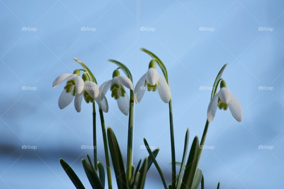 Snowdrops