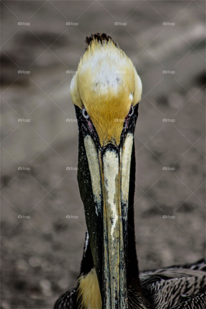 The Staring Pelican