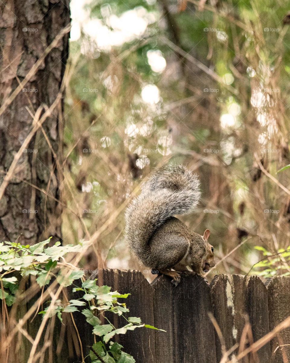 Squirrel eating 
