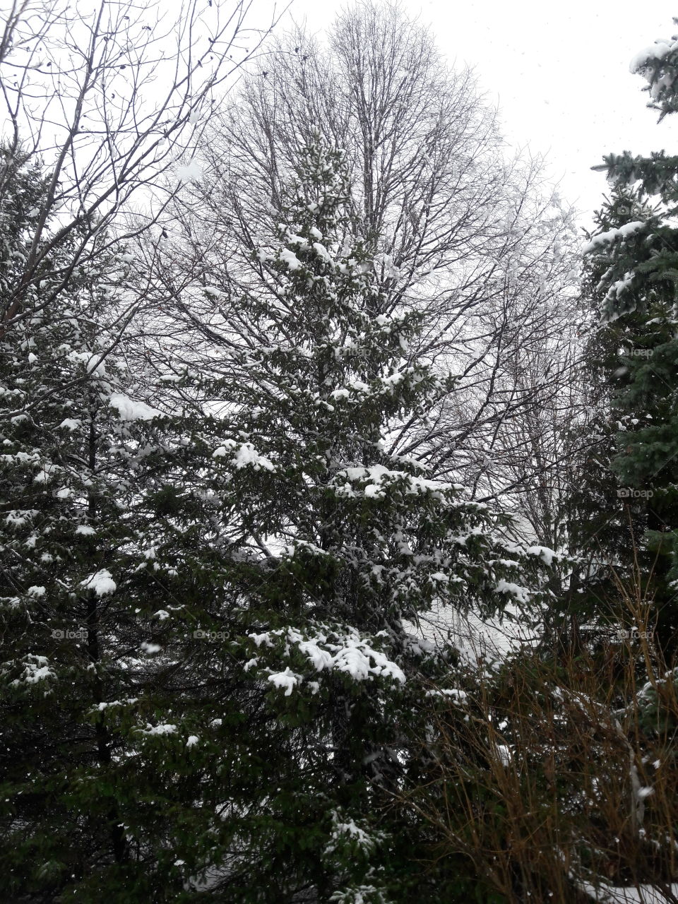 Scenic view of winter