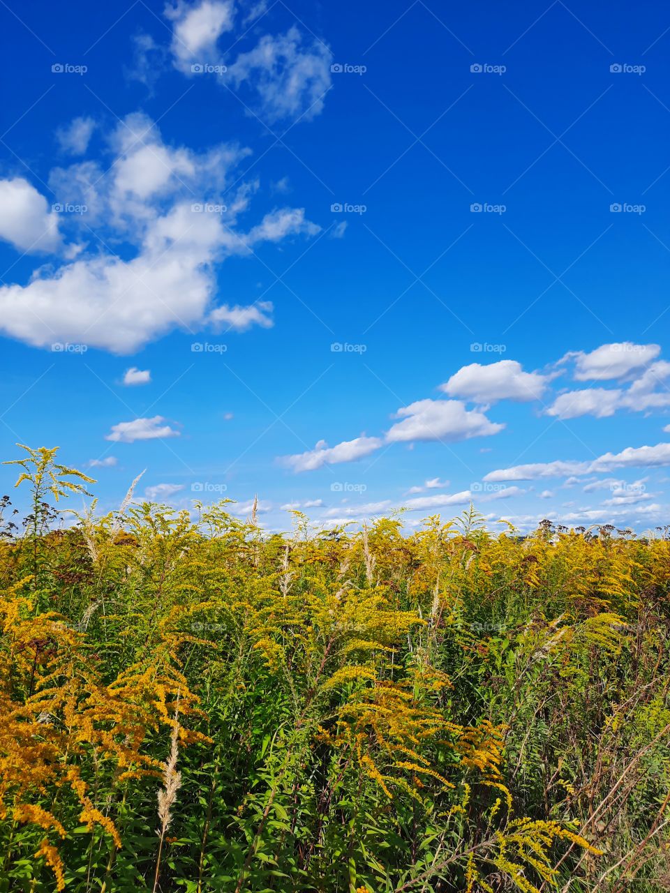 late summer sunny day