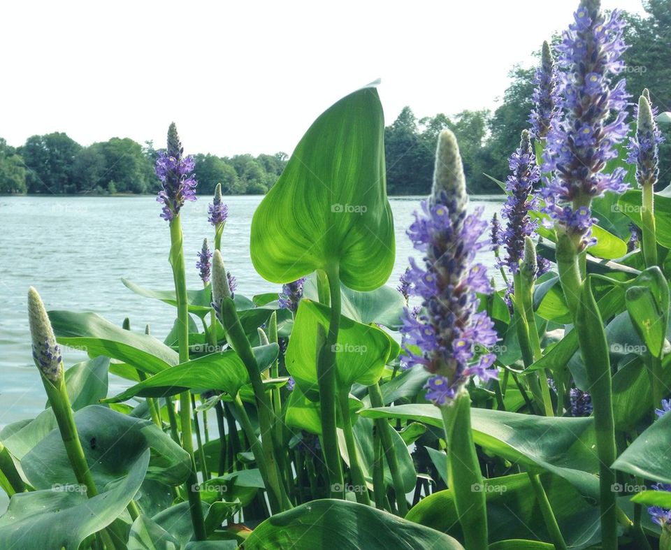 Purple at the pond 