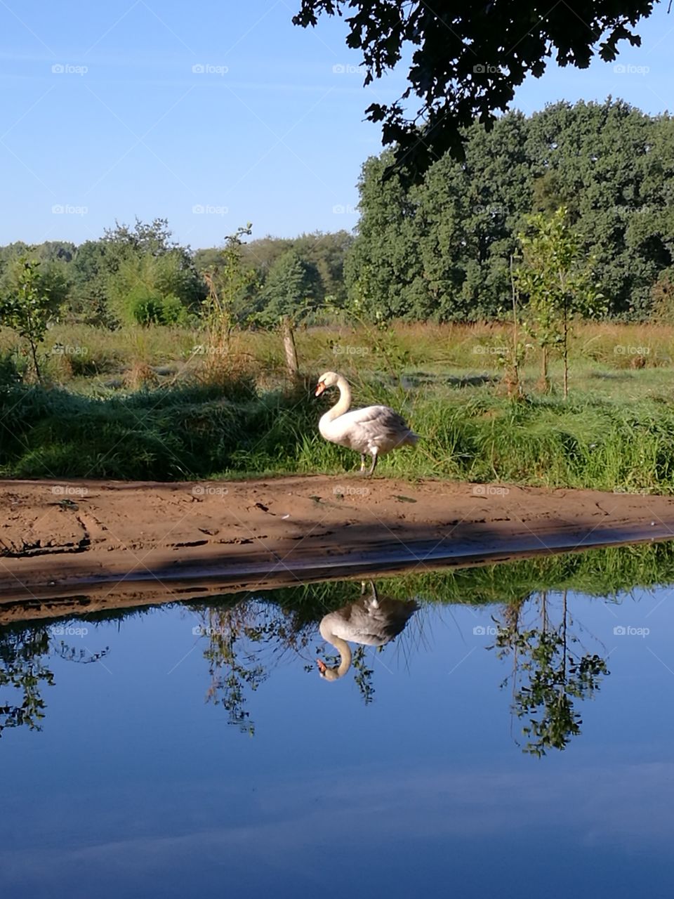 swan reflexion