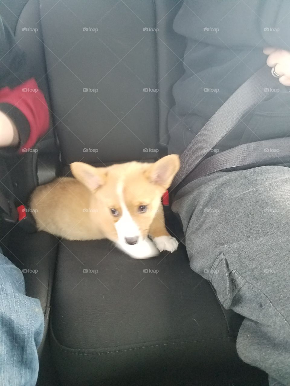Corgi puppy car ride