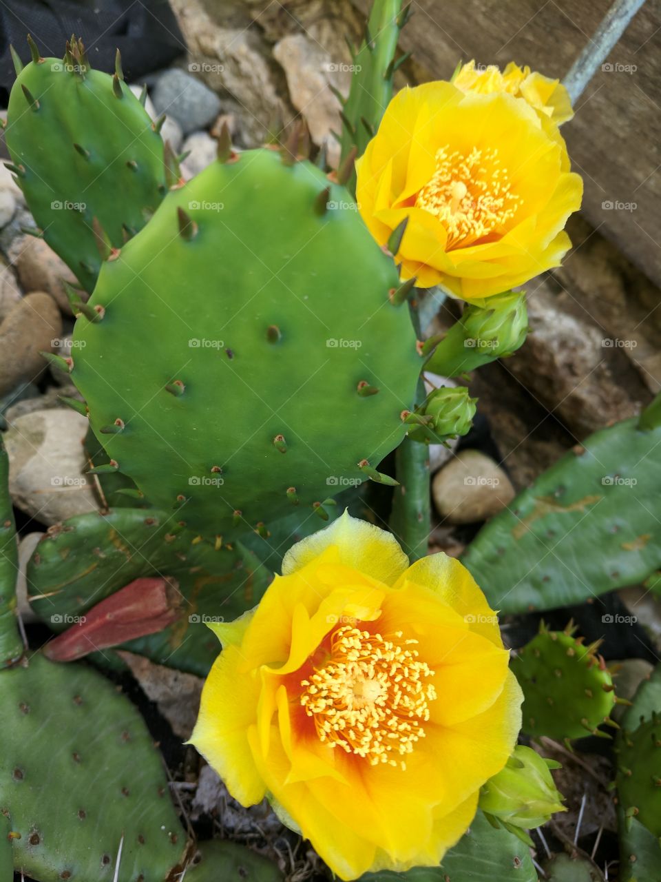 cactus