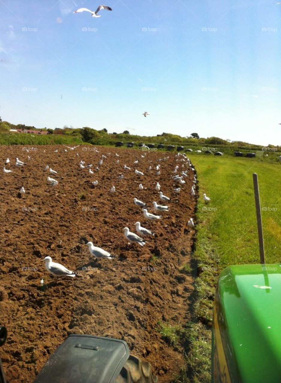 Ploughing the fields 