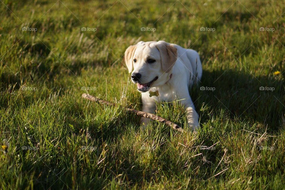 Labrador Puppy with Stick