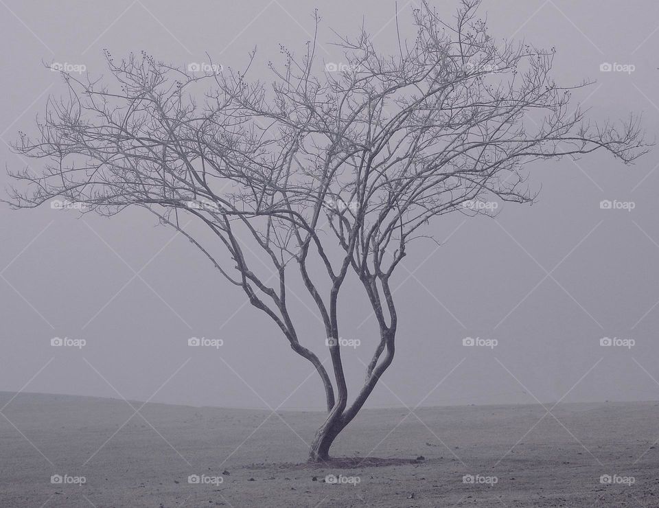 Minimalistic - A bare limbed tree in black and white reaches for the sky. Global warming and climate concept with foggy background