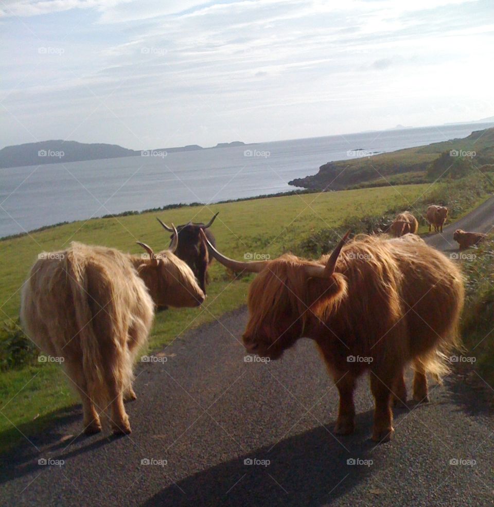 cows in the isle of Mull