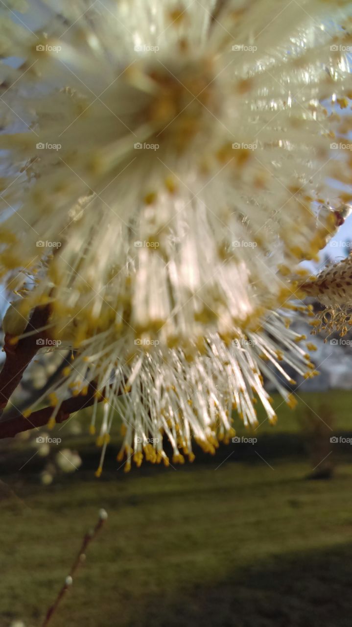 tree in bloom micro shot