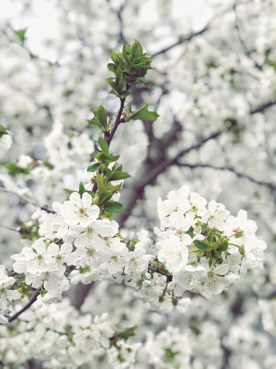 Spring time. Blossom