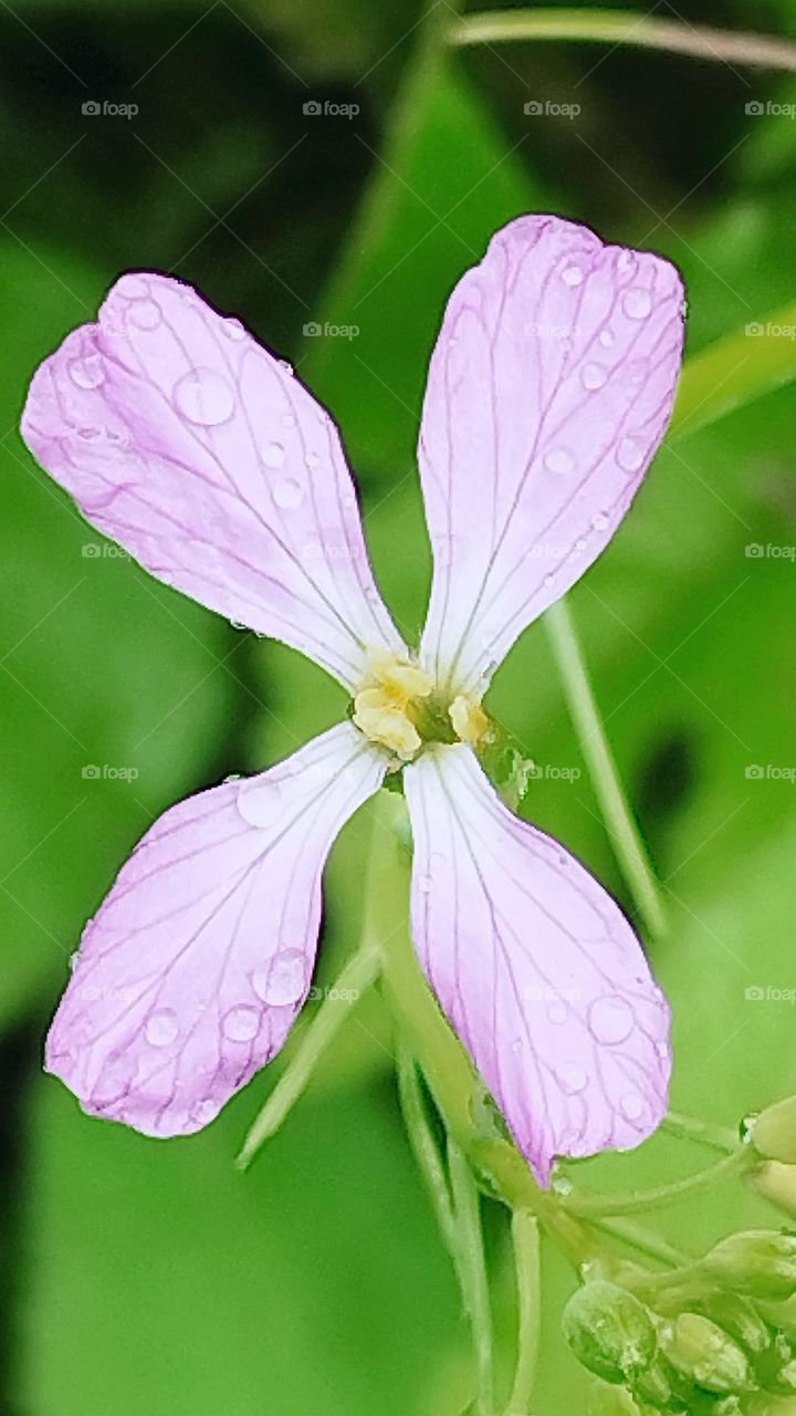 pink flower