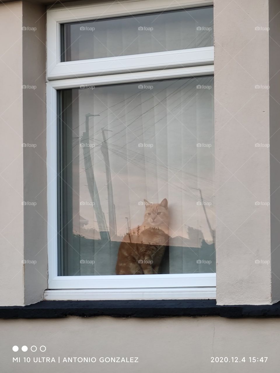 gato asomado a la ventana. Captura con zoom 12x.