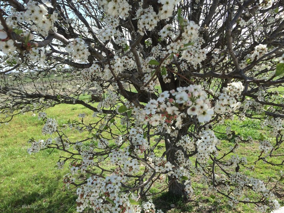 Tree, Cherry, Branch, Flower, Nature