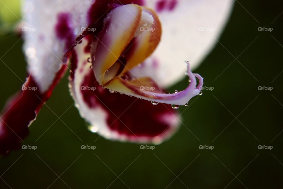 Water drops on pink flower