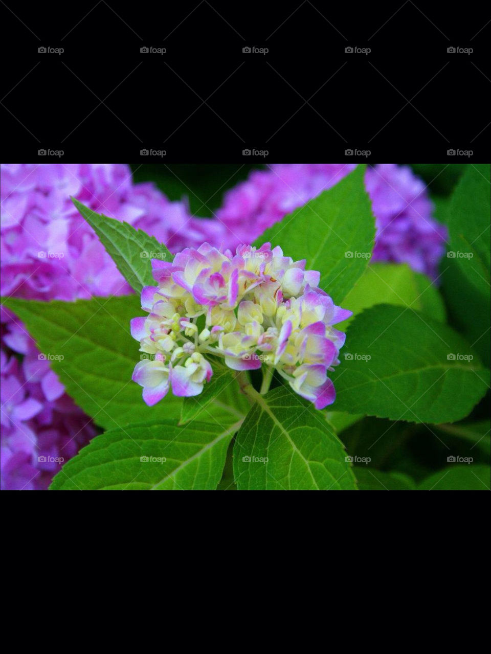 spring flowers summer hydrangea by OstensiblyCilla