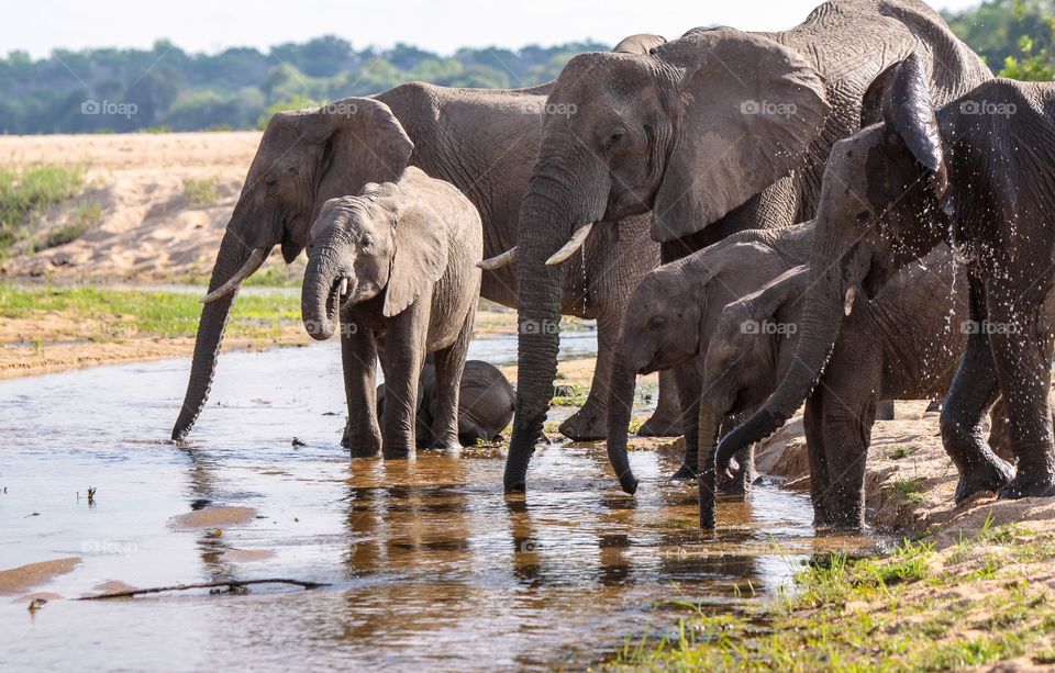 Elephant herd teach their young to drink