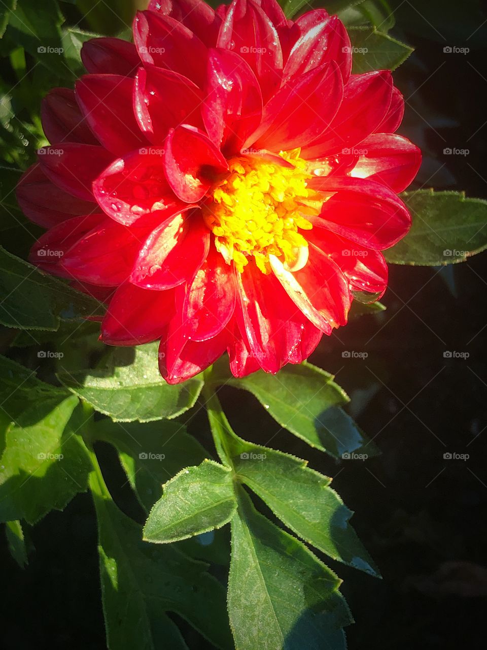 Red dahlia from my garden