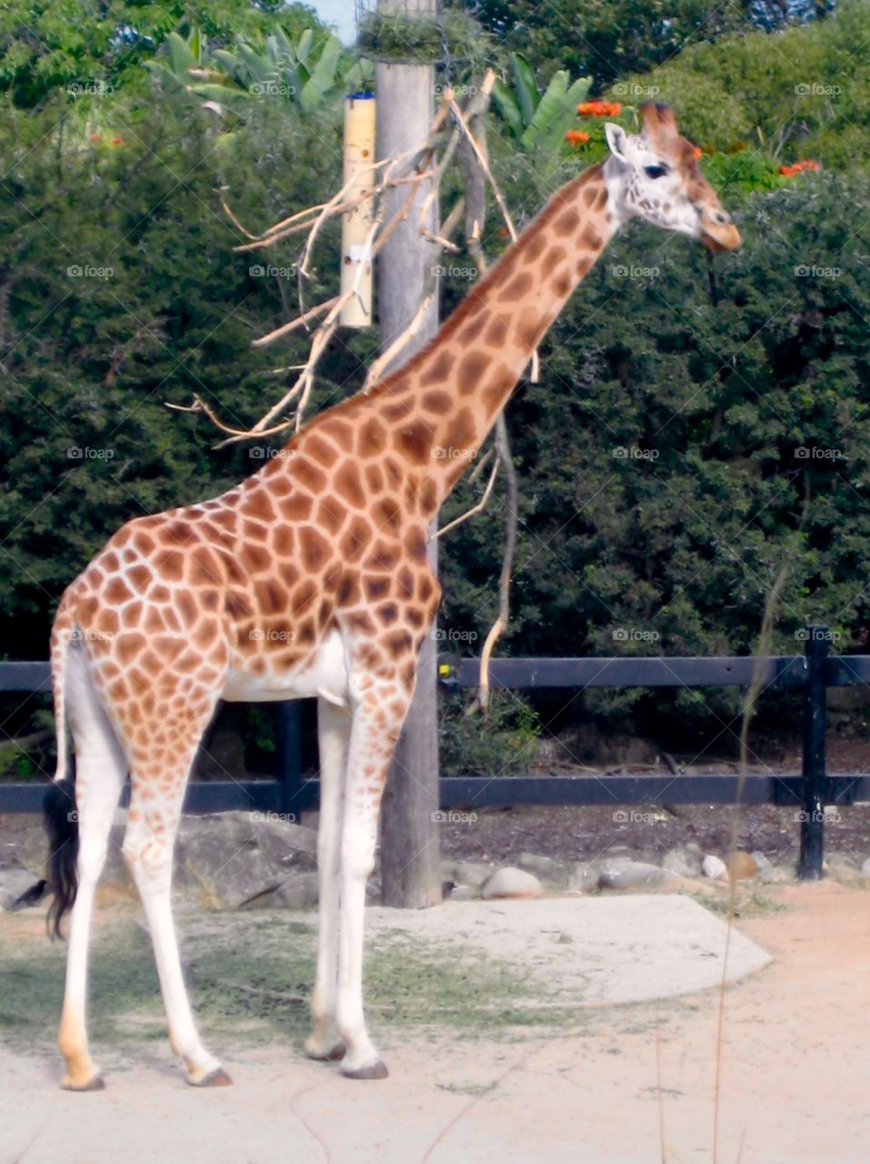 Standing Tall. Giraffe at Taronga