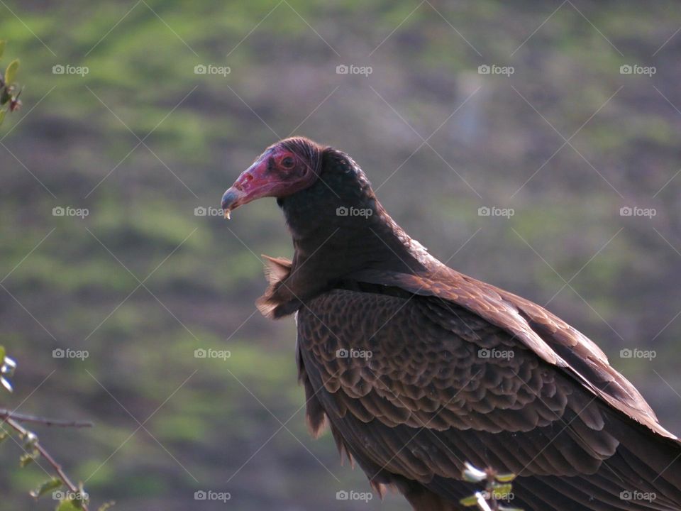 Profile Picture of a Turkey Vulture 