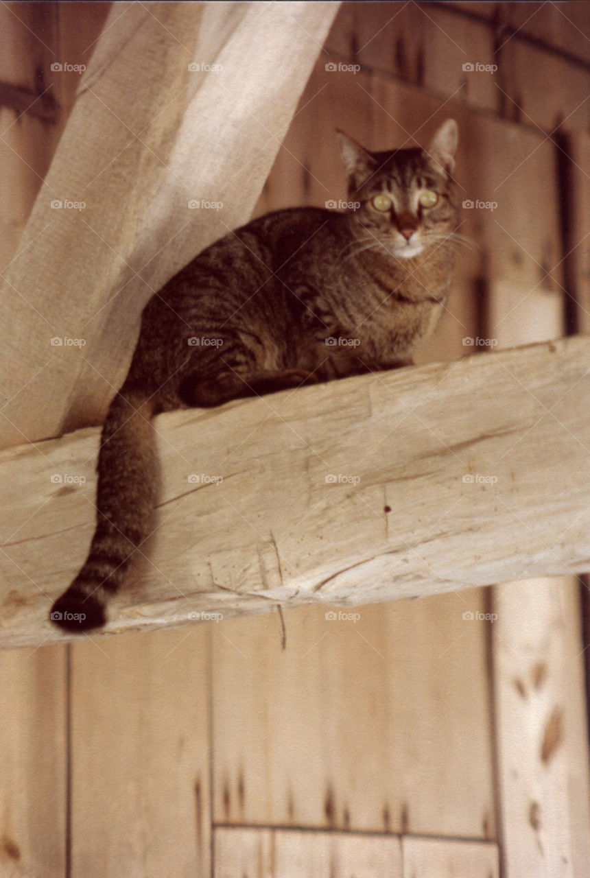 Bill the Cat in Rafter