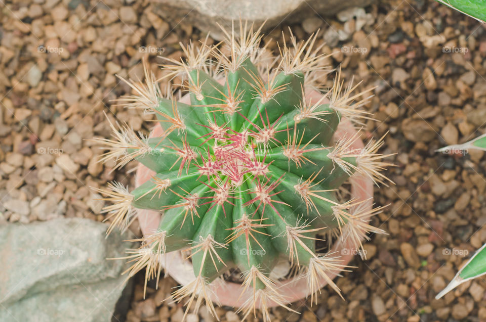 Cactus from above 