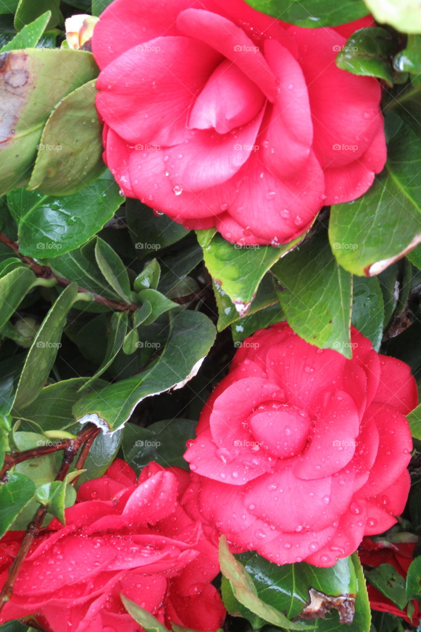 Camellia flowers