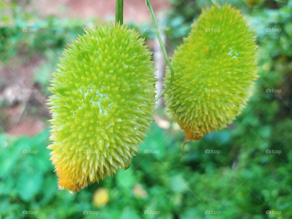 bhat kerela a vegetable momordica dioica benefits