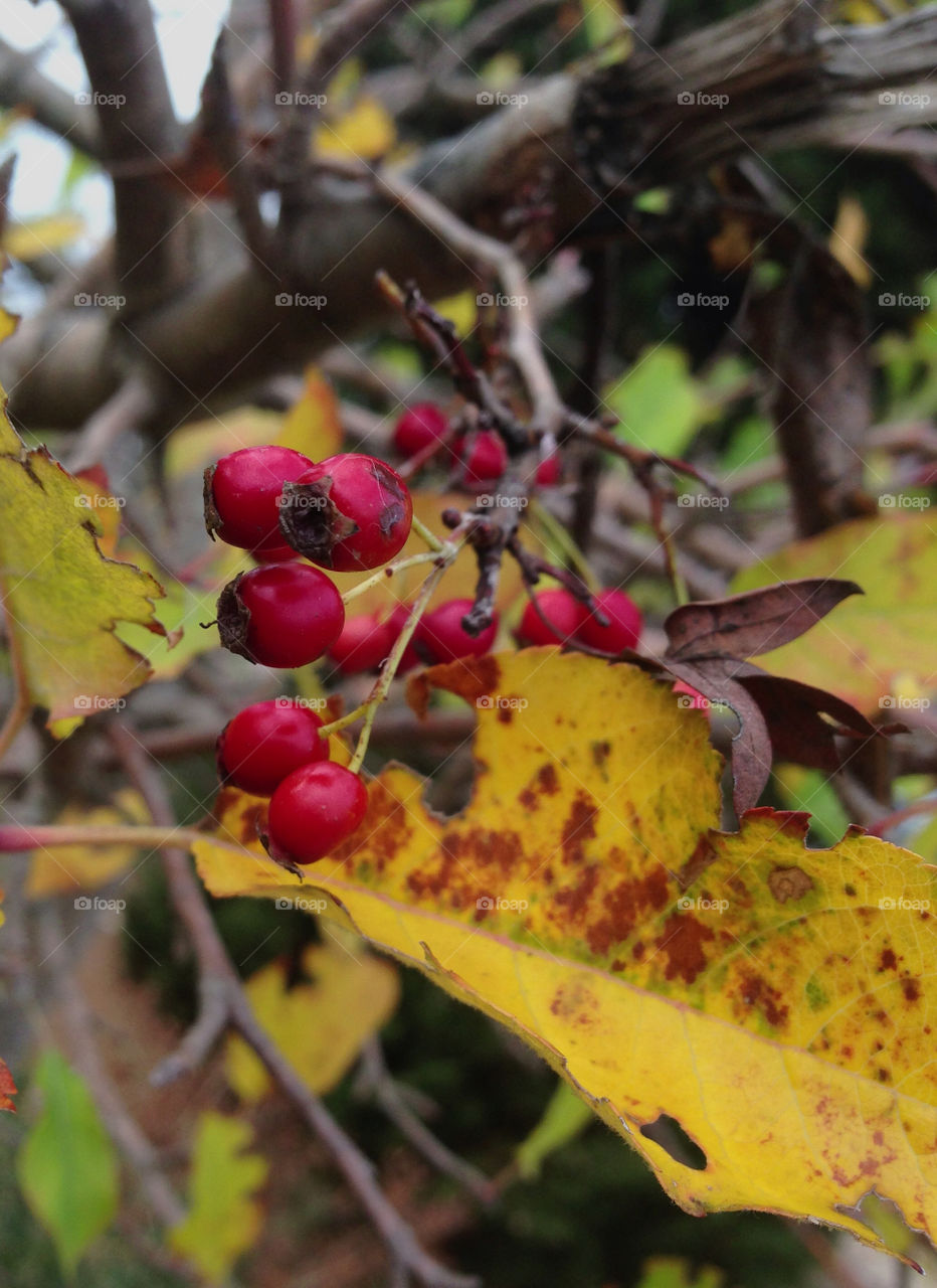yellow leaf autumn croatia by igor.zikovic