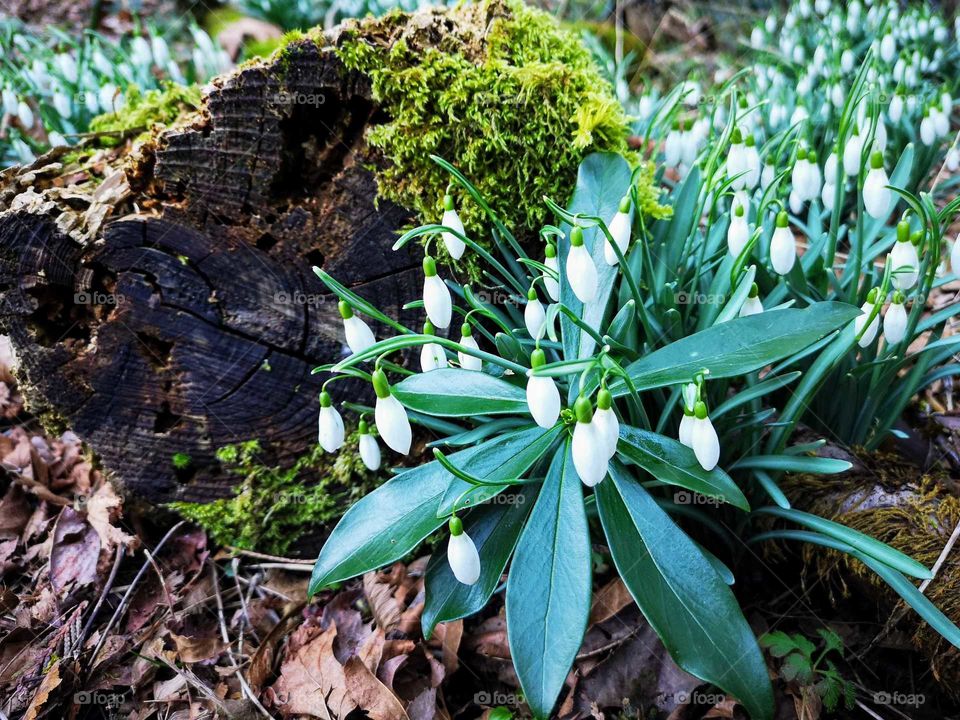 Snowdrops